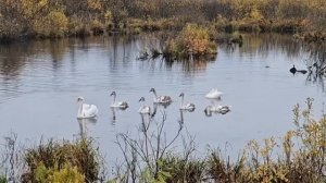 Лебеди на пруду.