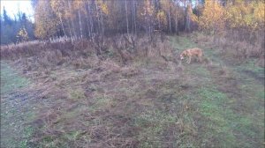 Без подъёма, но зайчатинки выжловки всё таки откушали)))