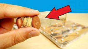 Что если дать муравьям огромные орешки и семечки? Муравьиная ферма. alex boyko