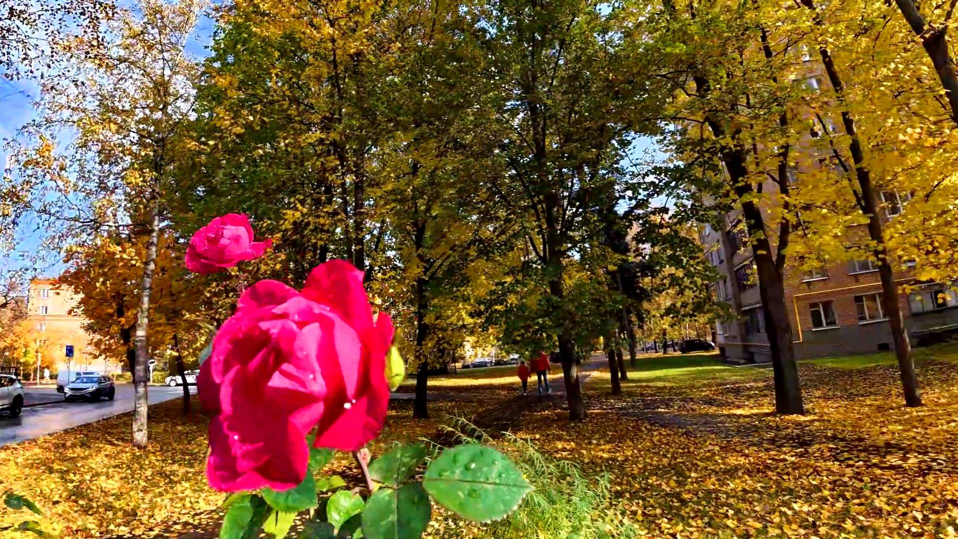 Розочки отцвели. Клумба из роз во дворе. смотреть онлайн