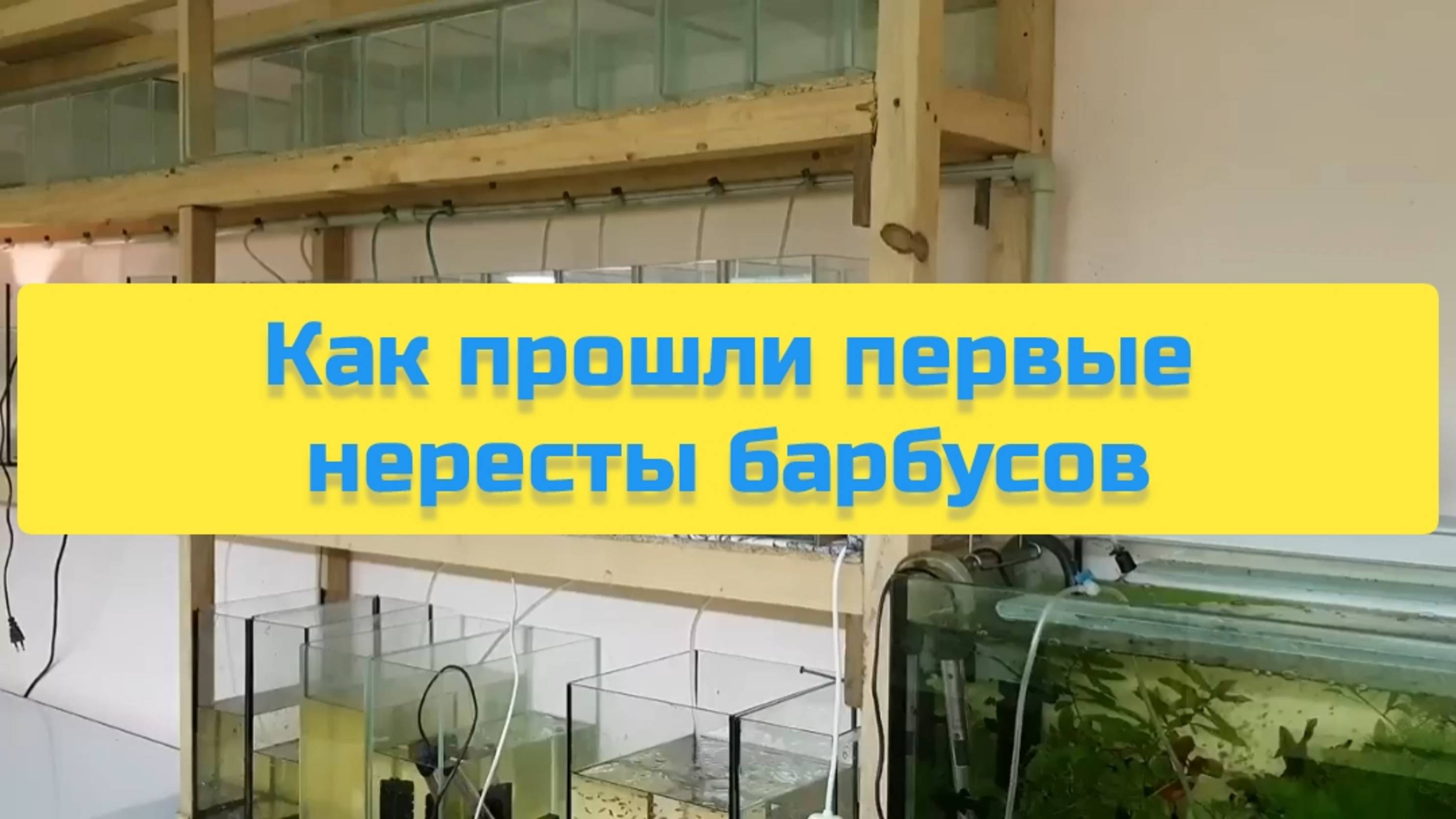 КАК ПРОШЛИ ПЕРВЫЕ НЕРЕСТЫ БАРБУСОВ смотреть онлайн