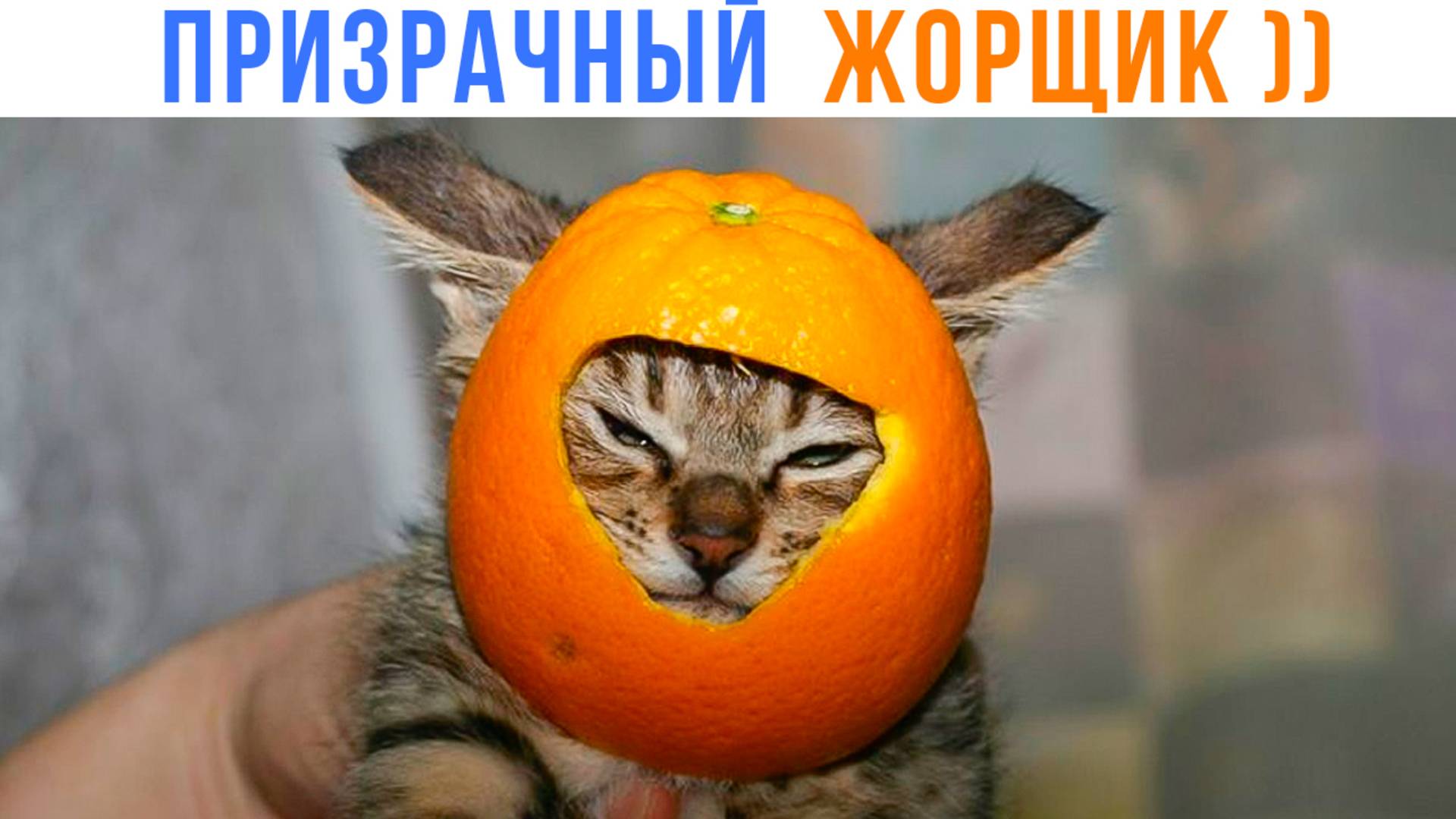 ПРИЗРАЧНЫЙ ЖОРЩИК ))) Приколы | Мемозг 1674 смотреть онлайн