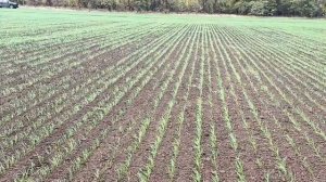 Озимая пшеница Таня.