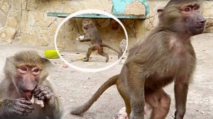 Пришлось обманом отвлечь Степана! Тося бежала на двух ногах от радости! Мясо и игрушка гамадрилам!