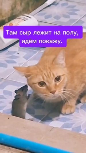 Котики и мышки