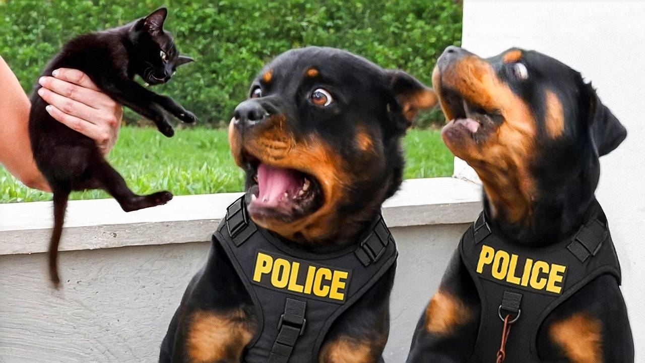 КОГДА ПОЛИЦЕЙСКИЕ СОБАКИ ЗАБЫЛИ, ЧТО ОНИ НА СЛУЖБЕ смотреть онлайн