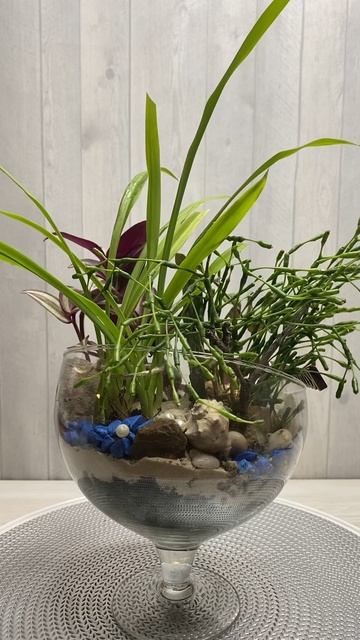 Композиция из комнатных растений в вазе-бокале смотреть онлайн