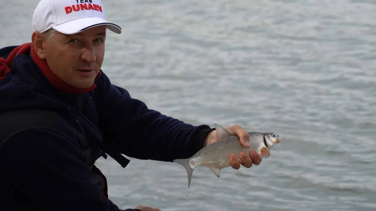 Рыбец сырть на фидер. Рыбалка с Владимиром Павлищевым смотреть онлайн