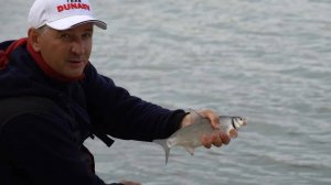 Рыбец сырть на фидер. Рыбалка с Владимиром Павлищевым