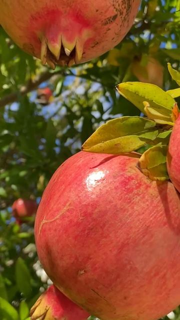 I#красивейший крымский гранат, как новогодняя ёлка#Яковенково октябрь 2025#