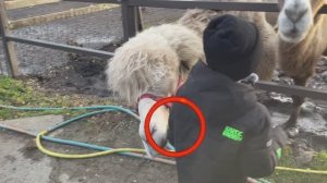 Меня укусил верблюд... Шок контент. Белка мне подложила что-то в капюшон Я приехал на ранчо Авенсис