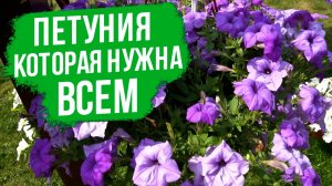 Чем ЭТОТ СОРТ ПЕТУНИИ так привлекает садоводов?
