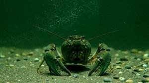 Песня "Ехал Грека через реку"