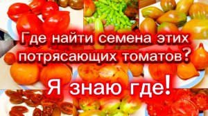 Томатные шедевры для сезона 2026😍Я подскажу,где их достать.😉