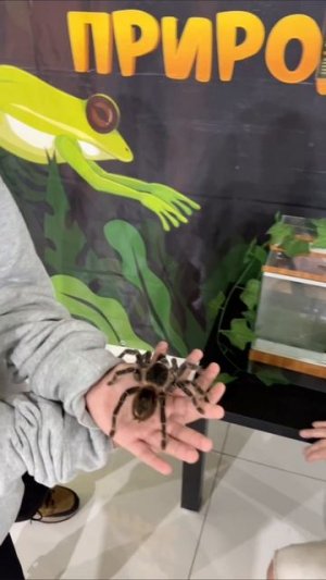 дурацкий паук 😱