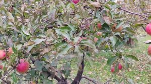 Сноу Свит (SnowSweet) - зимний сорт яблони