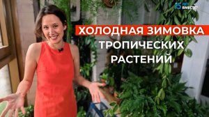 Как комнатные растения зимуют на неотапливаемой лоджии