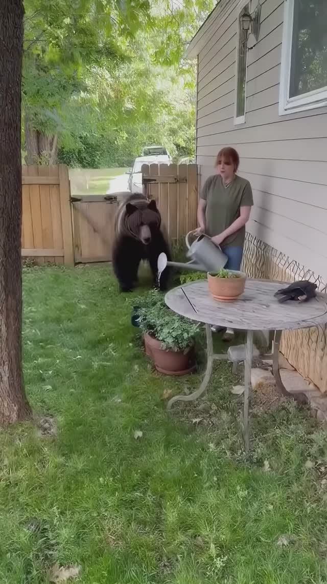 Защитили хозяйку ! смотреть онлайн