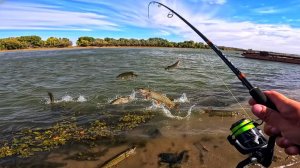 Наловил КУЧУ РЫБЫ с БЕРЕГА Рыбалка в Астрахани на спиннинг осенью