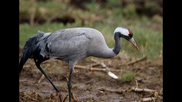журавли смотреть онлайн