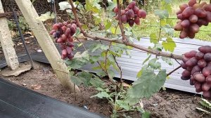 Виноград Шериф (Калугин В. М.) Виноградник Король В. Н. г.Краснодар 15.10.25г.Slava.King2007@mail.ru