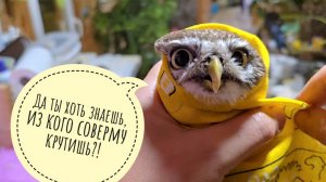 Объект - маленькая вредная сова, - найти и обезвредить! В Рутубе комментаторы раскомментировались