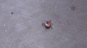 Защита от клеща по дедовски пеплом Клещ больше не укусит Энцефалитный клещ