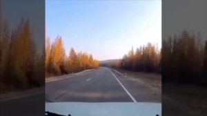 В ЯНАО лось чудом избежал смерти, прокатившись по трассе на жопе.
