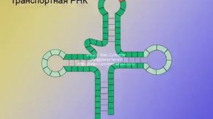 биосинтез белка видео