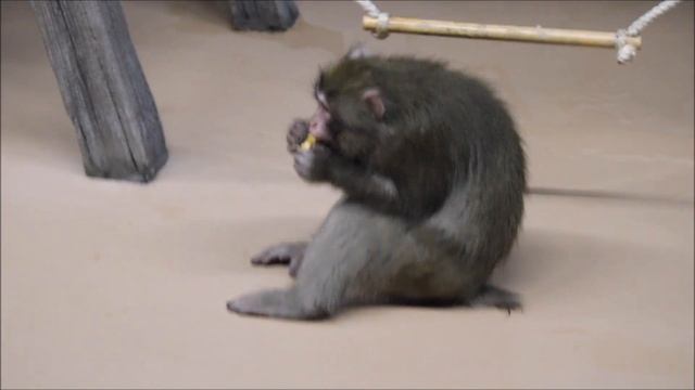 Японские макаки Кайко и Китана освоились в своём павильоне 16.10.2025 смотреть онлайн
