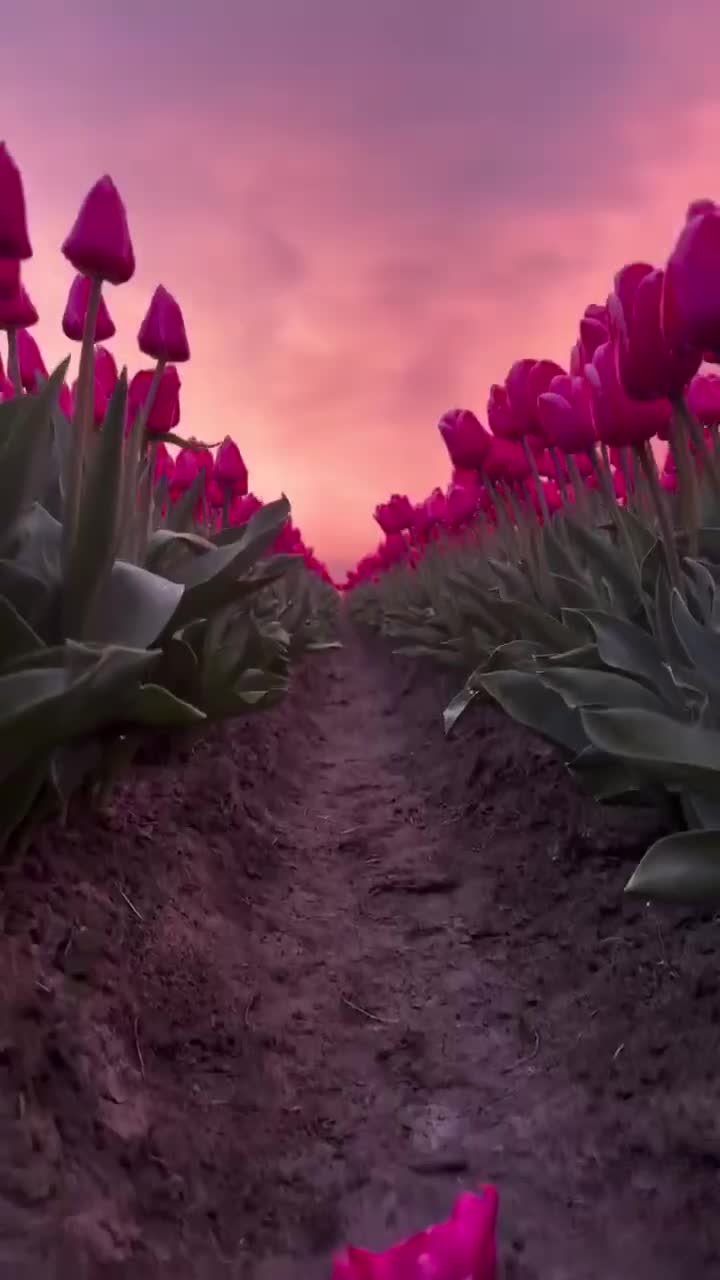 Весной Нидерланды преображаются в море тюльпанов различных оттенков. Это захватывающее зрелище пр... смотреть онлайн