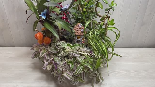 Композиция из комнатных растений "Хижина дяди Тома" смотреть онлайн