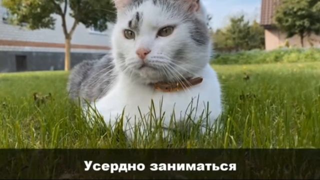 ГИМН ШКОЛЫ КОТОВ! КОТ МАЛЫШ и КОШКА МУРКА смотреть онлайн