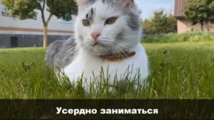 ГИМН ШКОЛЫ КОТОВ! КОТ МАЛЫШ и КОШКА МУРКА