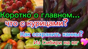 17-10-2025 Переезд из Сибири на юг 💖/Купили дом на юге ☀️/Как сохранить канны/Хлопоты по дому/