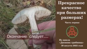 Прекрасное качество при больших размерах! "Дневник грибника" 30 августа 2023 года Первая часть.