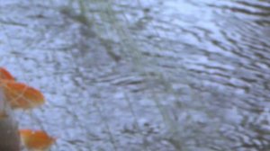 Рамовая сеть преимущества перед жаберной и ряжевой сетью Ловля щуки Рыбалка на щуку