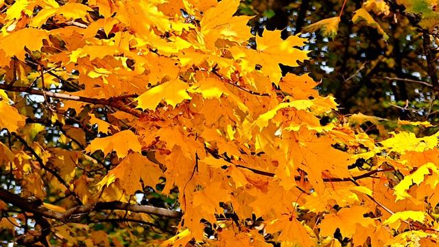 Не трогай осень