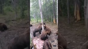 Привада на сотню медведей 😲