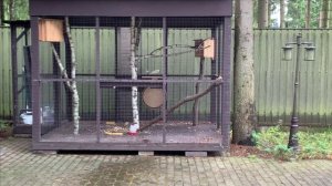 Содержание черных белок в вольере.Крылатые воришки