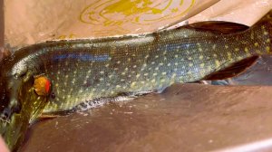 Необычное закрытие сезона 2025!