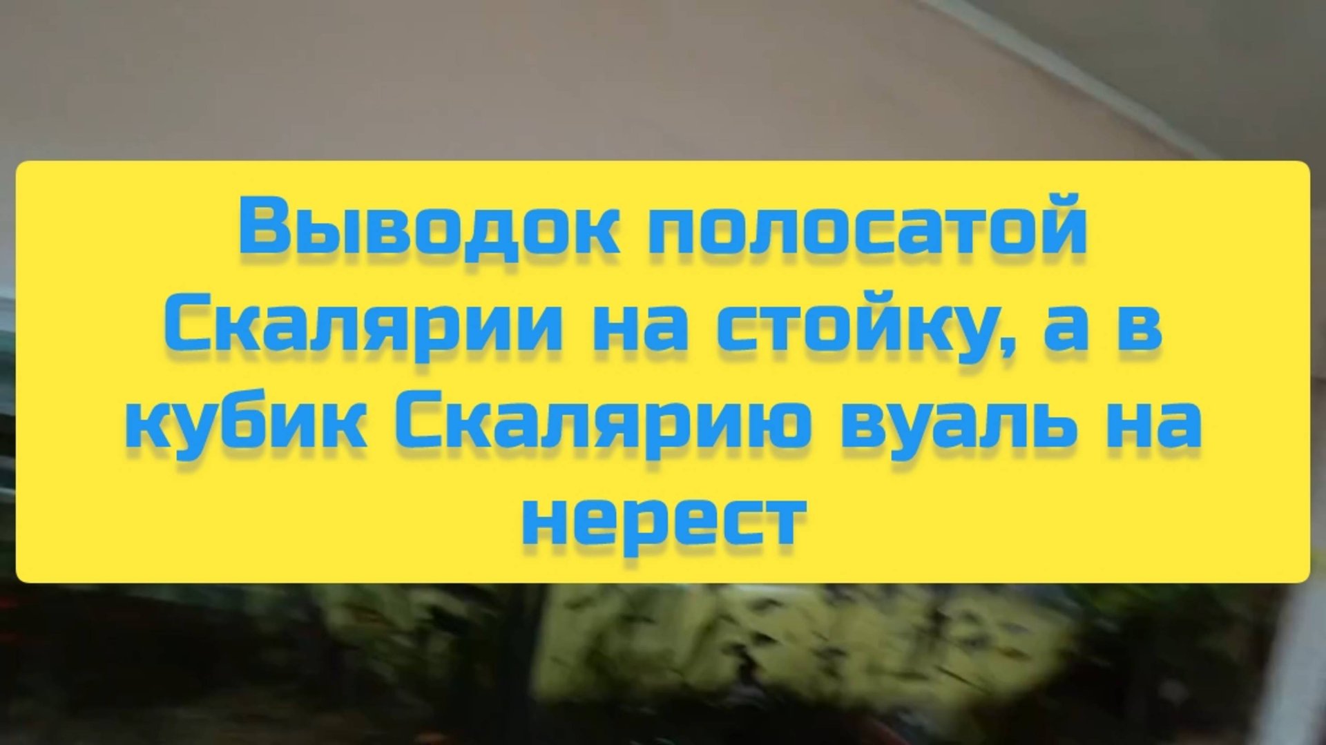 ВЫВОДОК ПОЛОСАТОЙ СКАЛЯРИИ́ НА СТОЙКУ, А В КУБИК СКАЛЯРИЮ ВУАЛЬ НА НЕРЕСТ смотреть онлайн