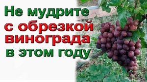 Не мудрите с обрезкой винограда в этом году