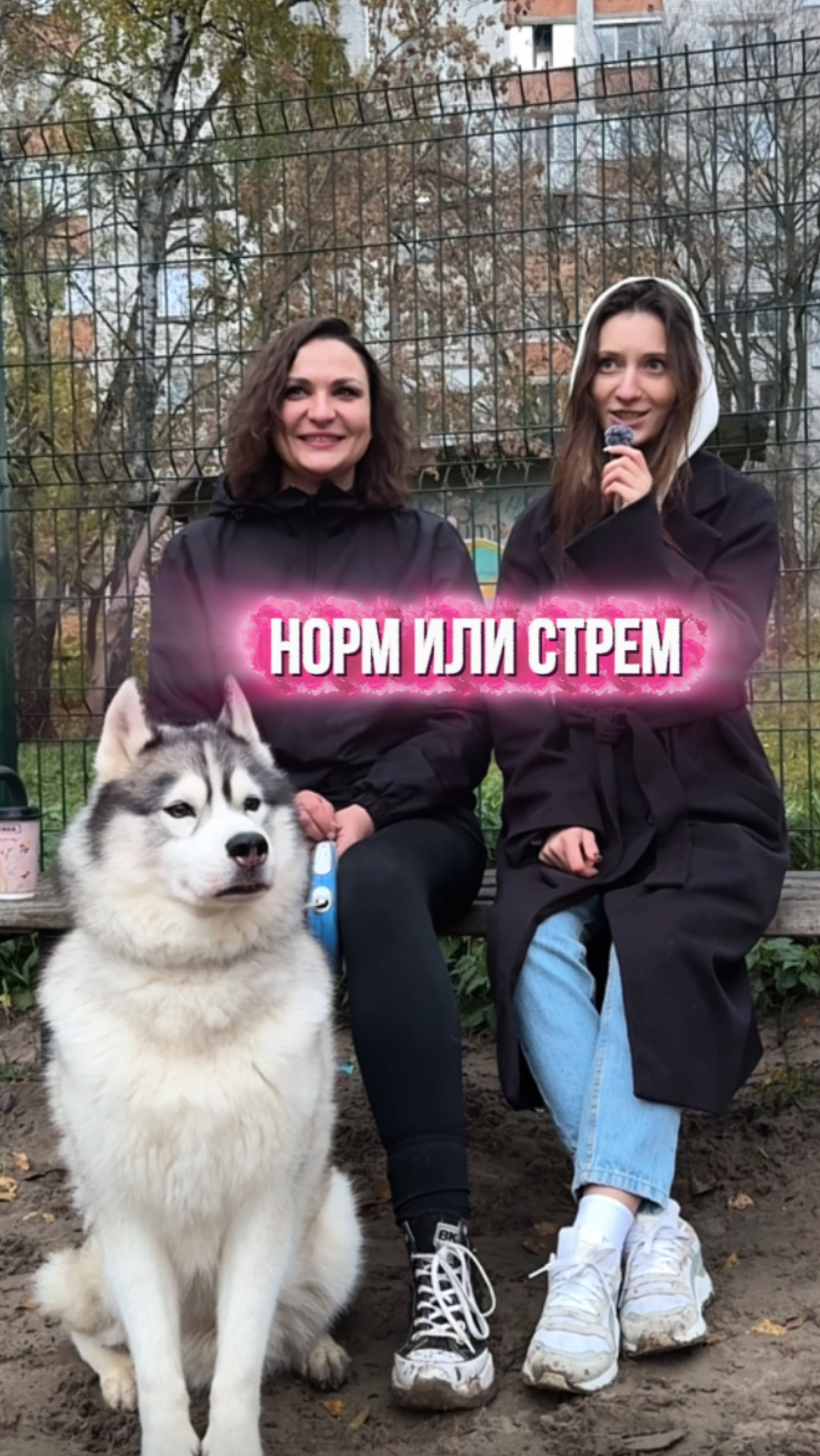 Празднуете др собаки? смотреть онлайн