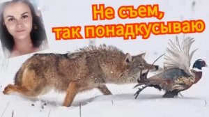 Мошенники огрызаются с Василисой
