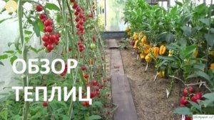 Обзор огорода и теплиц//Лучшие сорта томатов и перцев на моем участке.