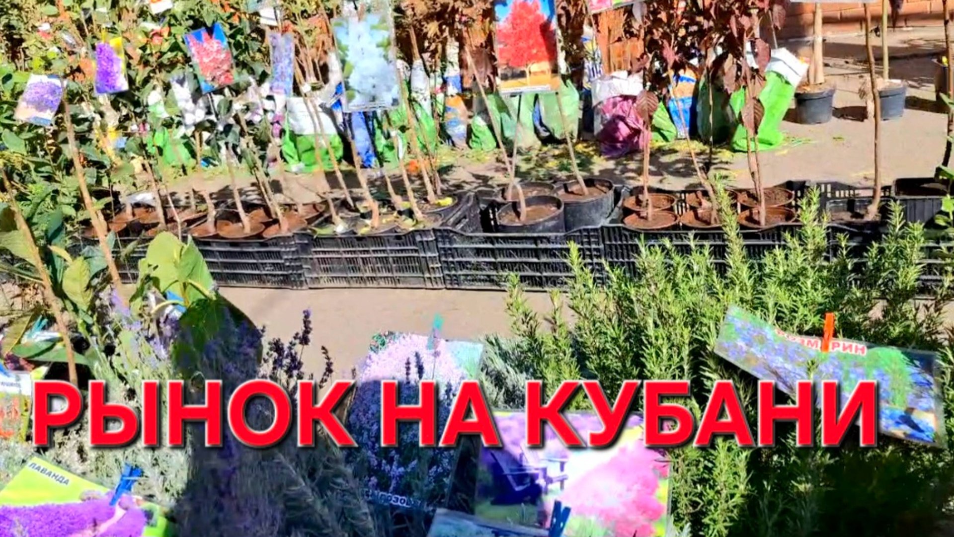 824 Переехали из города в станицу Поехали в газовую службу.Попали на рынок саженцев. смотреть онлайн