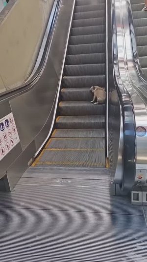 Что это с пёсиком? 🤔