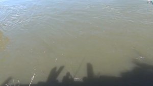 Рыбалка на рыбу елец 12 мая 2017 год Массовый вылет бабочки Веснянки