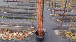 17.10.2025. ОСЕННЯЯ ОБРЕЗКА КУСТОВ ВИНОГРАДА И ХРАНЕНИЕ ЛОЗЫ БОЛГАРСКИМ СПОСОБОМ!